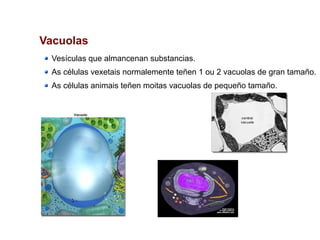 Vacuolas
Vesículas que almancenan substancias.
As células vexetais normalemente teñen 1 ou 2 vacuolas de gran tamaño.
As células animais teñen moitas vacuolas de pequeño tamaño.
 