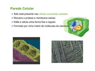 Parede Celular
Sólo está presente nas células eucariotas vexetais.
Recubre e protexe a membrana celular.
Dálle á célula unha forma fixa e regular.
Formada por unha matriz de moléculas de celulosa.
 