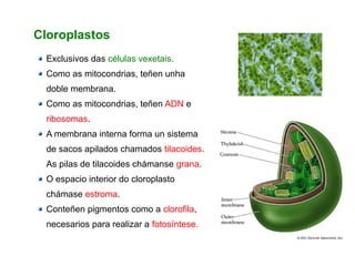 Cloroplastos
Exclusivos das células vexetais.
Como as mitocondrias, teñen unha
doble membrana.
Como as mitocondrias, teñen ADN e
ribosomas.
A membrana interna forma un sistema
de sacos apilados chamados tilacoides.
As pilas de tilacoides chámanse grana.
O espacio interior do cloroplasto
chámase estroma.
Conteñen pigmentos como a clorofila,
necesarios para realizar a fotosíntese.
 