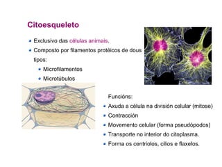 Citoesqueleto
Exclusivo das células animais.
Composto por filamentos protéicos de dous
tipos:
Microfilamentos
Microtúbulos
Funcións:
Axuda a célula na división celular (mitose)
Contracción
Movemento celular (forma pseudópodos)
Transporte no interior do citoplasma.
Forma os centriolos, cilios e flaxelos.
 