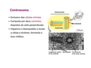 Centrosoma
Exclusivo das células animais.
Composto por dous centriolos,
dispostos de xeito perpendicular.
Organiza o citoesqueleto e axuda
a célula a dividirse, formando o
fuso mitótico.
 