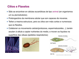 Cilios e Flaxelos
Sólo se encontran en células eucarióticas de tipo animal (en organismos
uni ou pluricelulares).
Prolongacións da membrana celular que son capaces de moverse.
Teñen a mesma estructura, pero os cilios son máis cortos e numerosos
que os flaxelos.
Colaboran co movemento celular(protozoos, espermatozoides...); tamén
axudan á célula a captar nutrientes do medio, e moven os líquidos na
superficie das céluas (epitelios respiratorios)
 