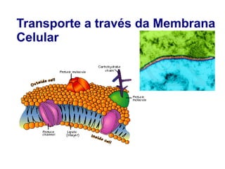 Transporte a través da Membrana
Celular
 