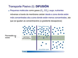 Transporte Pasivo (I): DIFUSIÓN
Pequenas moléculas como gases (O2
, CO2
), auga, nutrientes
móvense a través da membrana celular desde a zona donde están
máis concentradas ata a zona donde están menos concentradas, ata
que se igualan as concentracións (o gradiente desaparece)
Permeable ao
soluto
 