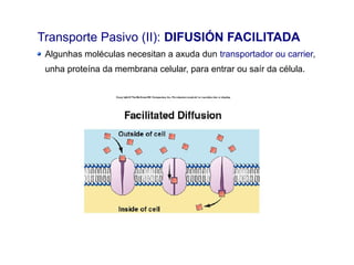 Transporte Pasivo (II): DIFUSIÓN FACILITADA
Algunhas moléculas necesitan a axuda dun transportador ou carrier,
unha proteína da membrana celular, para entrar ou saír da célula.
 