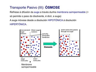 Transporte Pasivo (III): ÓSMOSE
Refírese á difusión da auga a través dunha membrana semipermeable (=
só permite o paso do disolvente, é dicir, a auga)
A auga móvese desde a disolución HIPOTÓNICA á disolución
HIPERTÓNICA.
Membrane
semipermeable
 
