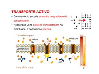 TRANSPORTE ACTIVO
O movemento sucede en contra do gradiente de
concentración
Necesítase unha proteína transportadora na
membrana, e consúmese enerxía.
 
