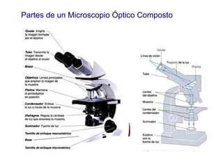 Partes de un Microscopio Óptico Composto
 