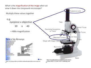 Unidade 1  a célula