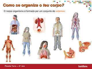 Como se organiza o teu corpo? O nosso organismo é formado por um conjunto de  sistemas : Planeta Terra — 9.º ano 