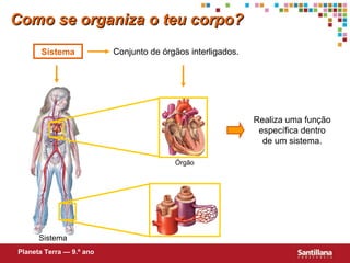 Como se organiza o teu corpo? Sistema Conjunto de órgãos interligados. Realiza uma função específica dentro de um sistema. Planeta Terra — 9.º ano Sistema Órgão 