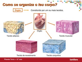 Como se organiza o teu corpo? Órgão Constituído por um ou mais tecidos. Planeta Terra — 9.º ano Tecido conjuntivo Tecido muscular Tecido adiposo Tecido de revestimento Órgão 