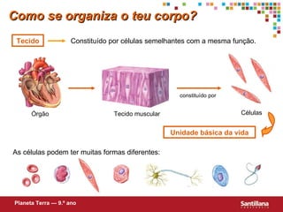 Como se organiza o teu corpo? Constituído por células semelhantes com a mesma função. Tecido Unidade básica da vida As células podem ter muitas formas diferentes:  Planeta Terra — 9.º ano constituído por Células Tecido muscular Órgão 
