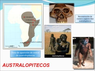 Área de aparición de restos de australopitecos Reconstrución de craneo e aspecto dun australopitecos 