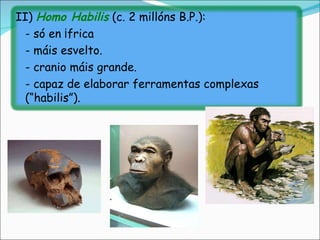 II)  Homo Habilis  (c. 2 millóns B.P.): - só en África - máis esvelto. - cranio máis grande. - capaz de elaborar ferramentas complexas (“habilis”). 