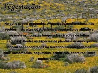 Vegestação:
No sul e centro predomina a vegetação mediterrânea, nas
regiões mais altas do Apeninos a vegetação de altitude e
no norte as florestas temperadas (árvores de folhas
caducas). Dentre as espécies de plantas e árvores que
podem ser encontradas no território italiano podemos
citar: samambaias, cogumelos, azinheiros, sobreiros, entre
muitas outras.
 
