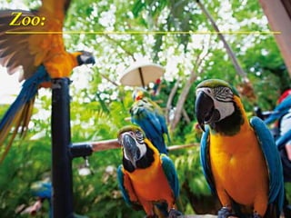 Zoo:
 