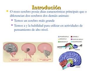 IntroduciónIntrodución
 O noso cerebro posúe dúas características principais que o
diferencian dos cerebros dos demáis an...