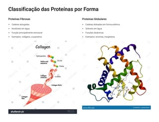 Classificação das Proteínas por Forma
Proteínas Fibrosas
Cadeias alongadas
Insolúveis em água
Função principalmente estrutural
Exemplos: colágeno, ³-queratina
Proteínas Globulares
Cadeias dobradas em forma esférica
Solúveis em água
Funções dinâmicas
Exemplos: enzimas, mioglobina
 