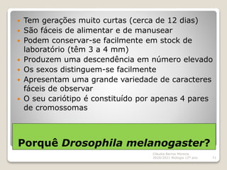 Porquê Drosophila melanogaster?
 Tem gerações muito curtas (cerca de 12 dias)
 São fáceis de alimentar e de manusear
 P...