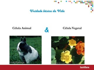 Unidade básica da Vida



Célula Animal
                    &          Célula Vegetal
 