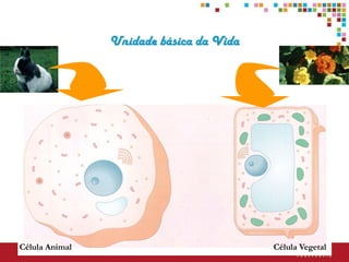 Unidade básica da Vida




Célula Animal                            Célula Vegetal
 