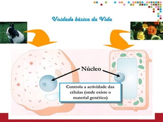Unidade básica da Vida




            Núcleo

     Controla a actividade das
      células (onde existe o
        material genético)
 
