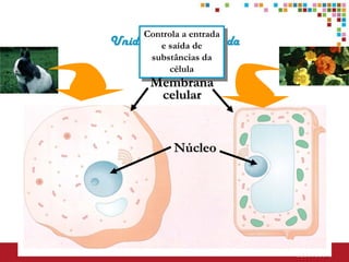 Controla a entrada
Unidade básicade Vida
        e saída da
      substâncias da
          célula
       Membrana
        celular


           Núcleo
 