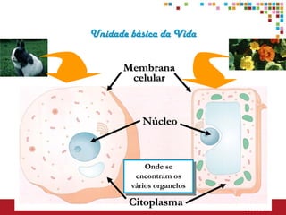 Unidade básica da Vida


      Membrana
       celular


           Núcleo


            Onde se
         encontram os
        vários organelos

        Citoplasma
 