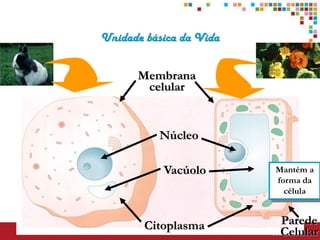 Unidade básica da Vida


      Membrana
       celular


          Núcleo

           Vacúolo       Mantém a
                         forma da
                           célula



        Citoplasma       Parede
                         Celular
 