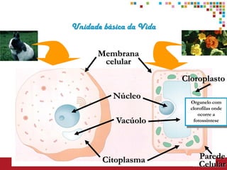 Unidade básica da Vida


      Membrana
       celular
                         Cloroplasto
          Núcleo
                           Organelo com
                           clorofilas onde
                              ocorre a
           Vacúolo          fotossíntese




        Citoplasma            Parede
                              Celular
 