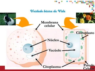 Unidade básica da Vida


      Membrana
       celular
                         Cloroplasto
          Núcleo

           Vacúolo



        Citoplasma           Parede
                             Celular
 