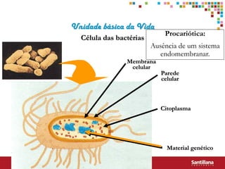 Unidade básica da Vida
                             Procariótica:
  Célula das bactérias
                         Ausência de um sistema
                            endomembranar.
                Membrana
                 celular
                            Parede
                            celular



                            Citoplasma




                              Material genético
 