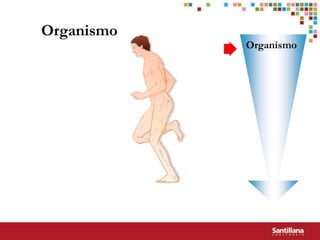 Organismo
            Organismo
 