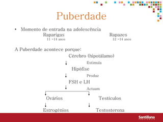 Puberdade
• Momento de entrada na adolescência
          Raparigas                          Rapazes
             11 -14 anos                      12 -14 anos


A Puberdade acontece porque:
                      Cérebro (hipotálamo)
                                  Estimula
                            Hipófise
                                  Produz
                           FSH e LH
                                  Actuam

             Ovários                    Testículos

            Estrogénios                Testosterona
 