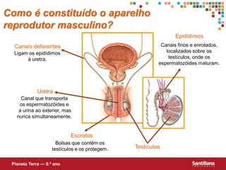 Como é constituído o aparelho
reprodutor masculino?
                                                                Epidídimos
  Canais deferentes                                       Canais finos e enrolados,
  Ligam os epidídimos                                       localizados sobre os
       à uretra.                                             testículos, onde os
                                                         espermatozóides maturam.




             Uretra
     Canal que transporta
    os espermatozóides e
    a urina ao exterior, mas
   nunca simultaneamente.


                            Escrotos
                      Bolsas que contêm os
                    testículos e os protegem.   Testículos

 Planeta Terra — 9.º ano
 