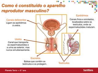 Como é constituído o aparelho
reprodutor masculino?
                                                                Epidídimos
  Canais deferentes                                       Canais finos e enrolados,
  Ligam os epidídimos                                       localizados sobre os
        à uretra.                                            testículos, onde os
                                                         espermatozóides maturam.




           Uretra
   Canal que transporta
   os espermatozóides e
  a urina ao exterior, mas
  nunca simultaneamente.


                             Escrotos
                      Bolsas que contêm os
                    testículos e os protegem.   Testículos

 Planeta Terra — 9.º ano
 