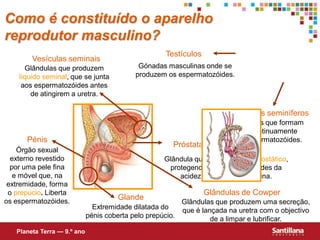 Como é constituído o aparelho
reprodutor masculino?
                                                      Testículos
        Vesículas seminais
      Glândulas que produzem                 Gónadas masculinas onde se
    líquido seminal, que se junta           produzem os espermatozóides.
     aos espermatozóides antes
        de atingirem a uretra.

                                                                              Tubos seminíferos
                                                                              Tubos que formam
                                                                                continuamente
      Pénis                                                                   espermatozóides.
                                                        Próstata
    Órgão sexual
  externo revestido                                  Glândula que produz líquido prostático,
  por uma pele fina                                   protegendo os espermatozóides da
   e móvel que, na                                       acidez da uretra e da vagina.
 extremidade, forma
 o prepúcio. Liberta                                               Glândulas de Cowper
os espermatozóides.
                                       Glande
                                                            Glândulas que produzem uma secreção,
                               Extremidade dilatada do      que é lançada na uretra com o objectivo
                             pénis coberta pelo prepúcio.            de a limpar e lubrificar.
   Planeta Terra — 9.º ano
 