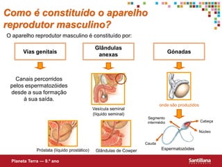Como é constituído o aparelho
reprodutor masculino?
O aparelho reprodutor masculino é constituído por:

                                              Glândulas
      Vias genitais                                                               Gónadas
                                               anexas



   Canais percorridos
 pelos espermatozóides
 desde a sua formação
      à sua saída.
                                                                            onde são produzidos
                                             Vesícula seminal
                                             (líquido seminal)
                                                                     Segmento
                                                                     intermédio                   Cabeça

                                                                                                  Núcleo


                                                                    Cauda
             Próstata (líquido prostático)    Glândulas de Cowper           Espermatozóides

 Planeta Terra — 9.º ano
 