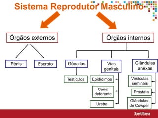 Sistema Reprodutor Masculino


Órgãos externos                        Órgãos internos



Pénis    Escroto   Gónadas             Vias        Glândulas
                                      genitais      anexas

                   Testículos   Epidídimos       Vesículas
                                                 seminais
                                  Canal
                                 deferente        Próstata

                                                 Glândulas
                                  Uretra         de Cowper
 