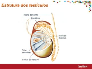 Estrutura dos testículos
 