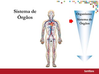 Sistema de   Organismo
  Órgãos     Sistema de
               Órgãos
 