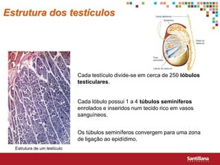 Estrutura dos testículos




                              Cada testículo divide-se em cerca de 250 lóbulos
                              testiculares.


                              Cada lóbulo possui 1 a 4 túbulos seminíferos
                              enrolados e inseridos num tecido rico em vasos
                              sanguíneos.


                              Os túbulos seminíferos convergem para uma zona
                              de ligação ao epidídimo.
  Estrutura de um testículo
 