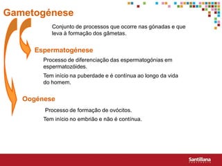 Gametogénese
           Conjunto de processos que ocorre nas gónadas e que
           leva à formação dos gâmetas.


     Espermatogénese
        Processo de diferenciação das espermatogónias em
        espermatozóides.
        Tem início na puberdade e é contínua ao longo da vida
        do homem.


   Oogénese
        Processo de formação de ovócitos.
        Tem início no embrião e não é contínua.
 