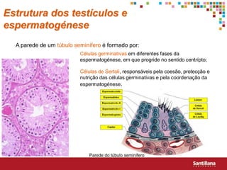 Estrutura dos testículos e
espermatogénese
  A parede de um túbulo seminífero é formado por:
                          Células germinativas em diferentes fases da
                          espermatogénese, em que progride no sentido centrípto;

                          Células de Sertoli, responsáveis pela coesão, protecção e
                          nutrição das células germinativas e pela coordenação da
                          espermatogénese.




                              Parede do túbulo seminífero
 
