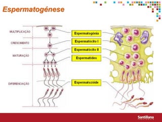 Espermatogénese
 