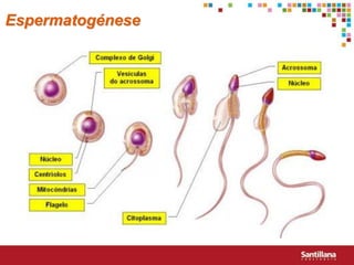 Espermatogénese
 