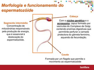 Morfologia e funcionamento do
espermatozóide
                                                  Cabeça
                                         Com o núcleo genético e o
 Segmento intermédio                   acrossoma, capuz formado por
    Concentração de                   vesículas do Complexo de Golgi,
mitocôndrias responsáveis             contendo enzimas digestivas que
pela produção de energia,               permitirão perfurar a camada
    que é essencial à                  protectora do gâmeta feminino,
      deslocação do                       aquando da fecundação.
     espermatozóide.




                                          Cauda
                            Formada por um flagelo que permite o
                               movimento ao espermatozóide
 
