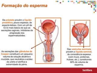 Formação do esperma


 Da próstata provém o líquido
 prostático, pouco espesso, de
 aspecto leitoso. Com um pH de
  6,5 é mais básico do que as
secreções vaginais, inibidoras da
        progressão dos
       espermatozóides.




                                     Das vesículas seminais
As secreções das glândulas de       provém o líquido seminal,
Cowper constituem um pequeno         de consistência espessa
 volume de solução alcalina e         (com muco, proteínas,
mucóide, que neutraliza a acidez    frutose, etc.), constituindo
     da uretra e lubrifica a            60% do volume de
    extremidade do pénis.                    esperma.
 