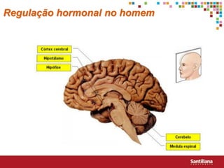 Regulação hormonal no homem
 